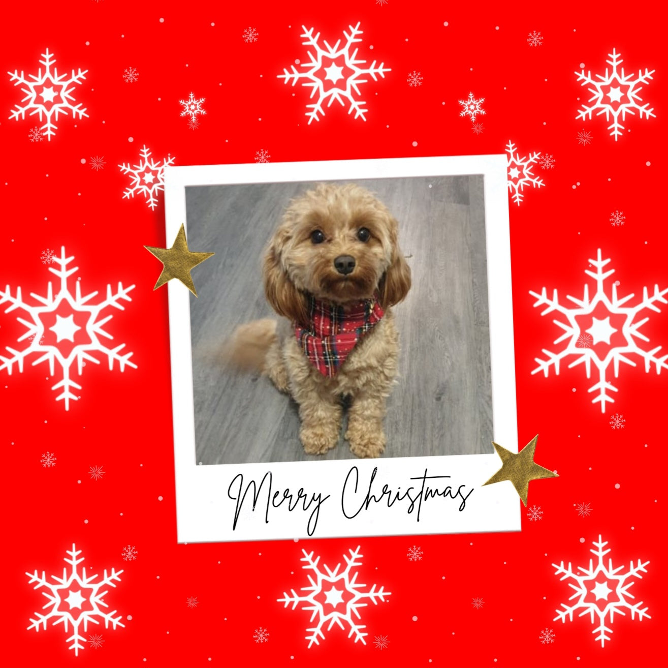 Photo Pawsome Christmas Cushion Cover & Insert - Dog or Cat